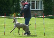 Braunston May Fayre dog show